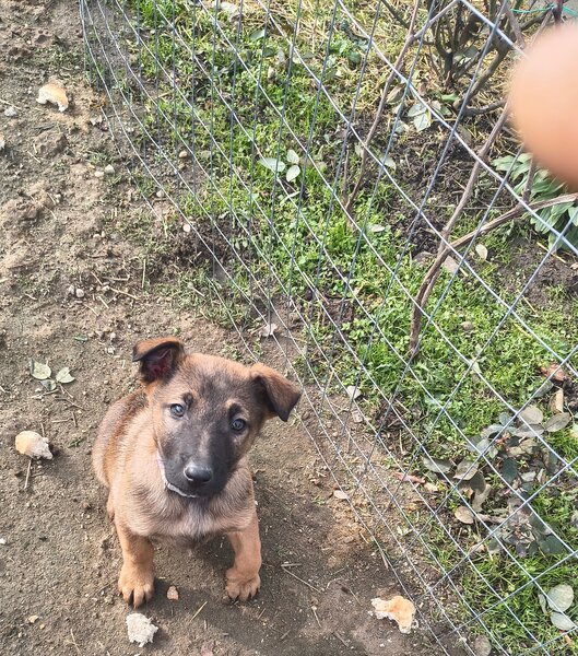 Vand ciobanesc Belgian Malinois,