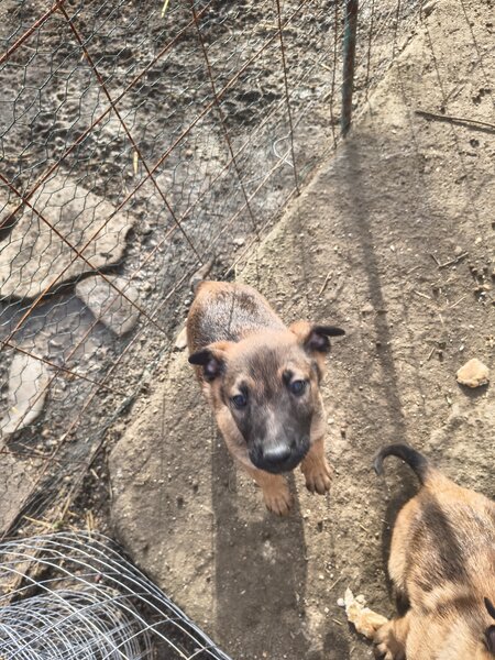 Vand ciobanesc Belgian Malinois,