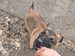 Vand ciobanesc belgian melinois