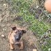 Vand ciobanesc Belgian Malinois,